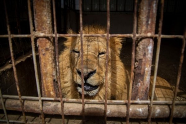 Gaza: Zoobesitzer plant Krallen weiterer Löwen zu entfernen