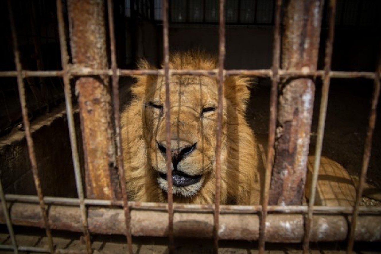 Rafah Zoo in Gaza 02 2019