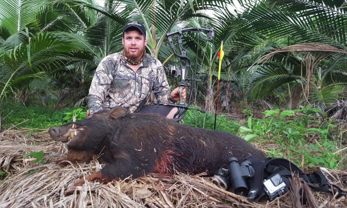 Brandenburg bewilligt tierschutzwidrige Bogenjagd