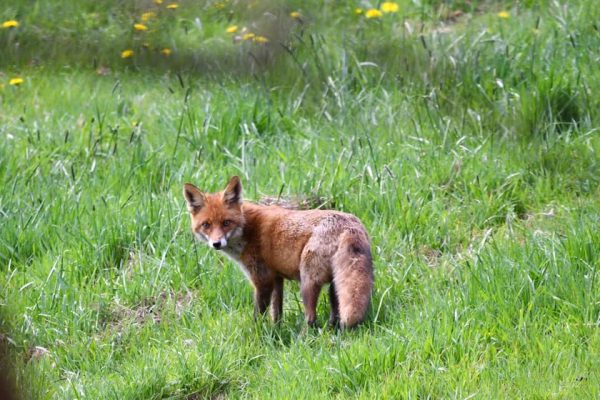 Deutschland: Hobby-Jäger bringt Tierfotograf in Lebensgefahr