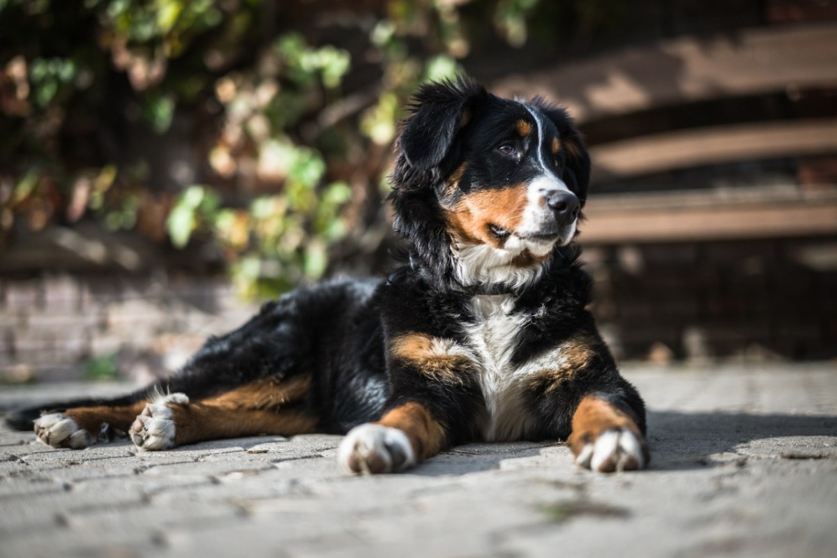 Österreich: Hobby-Jäger erschiesst Hund vom Nachbarn