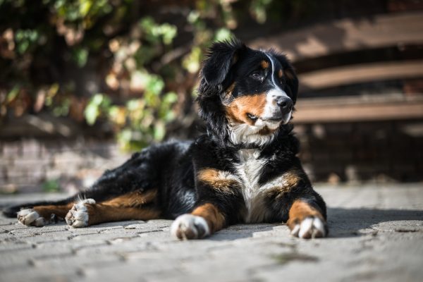 Austria: Hobby hunter shoots neighbour's dog dead
