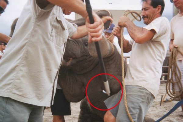 Elefantenhaken und Peitsche: Tierquälerei in Zoos und Zirkussen