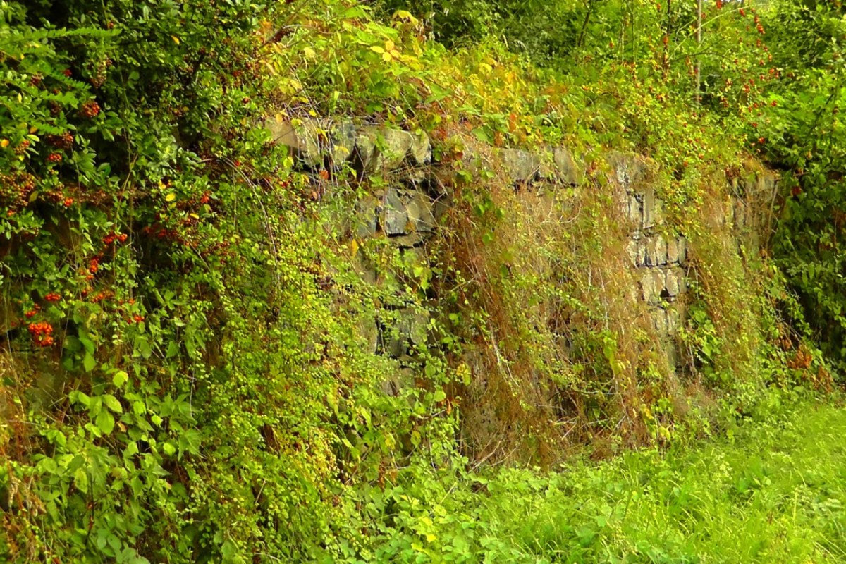 Schöner Wohnen für Wildtiere im Siedlungsraum