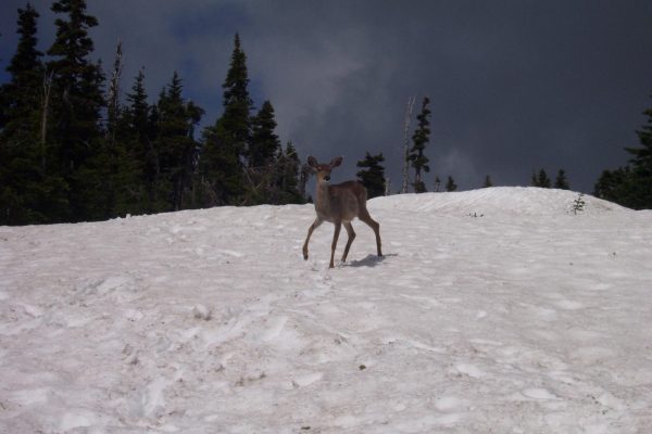 Graubünden: Ja zur Abschaffung der Sonderjagd gefordert
