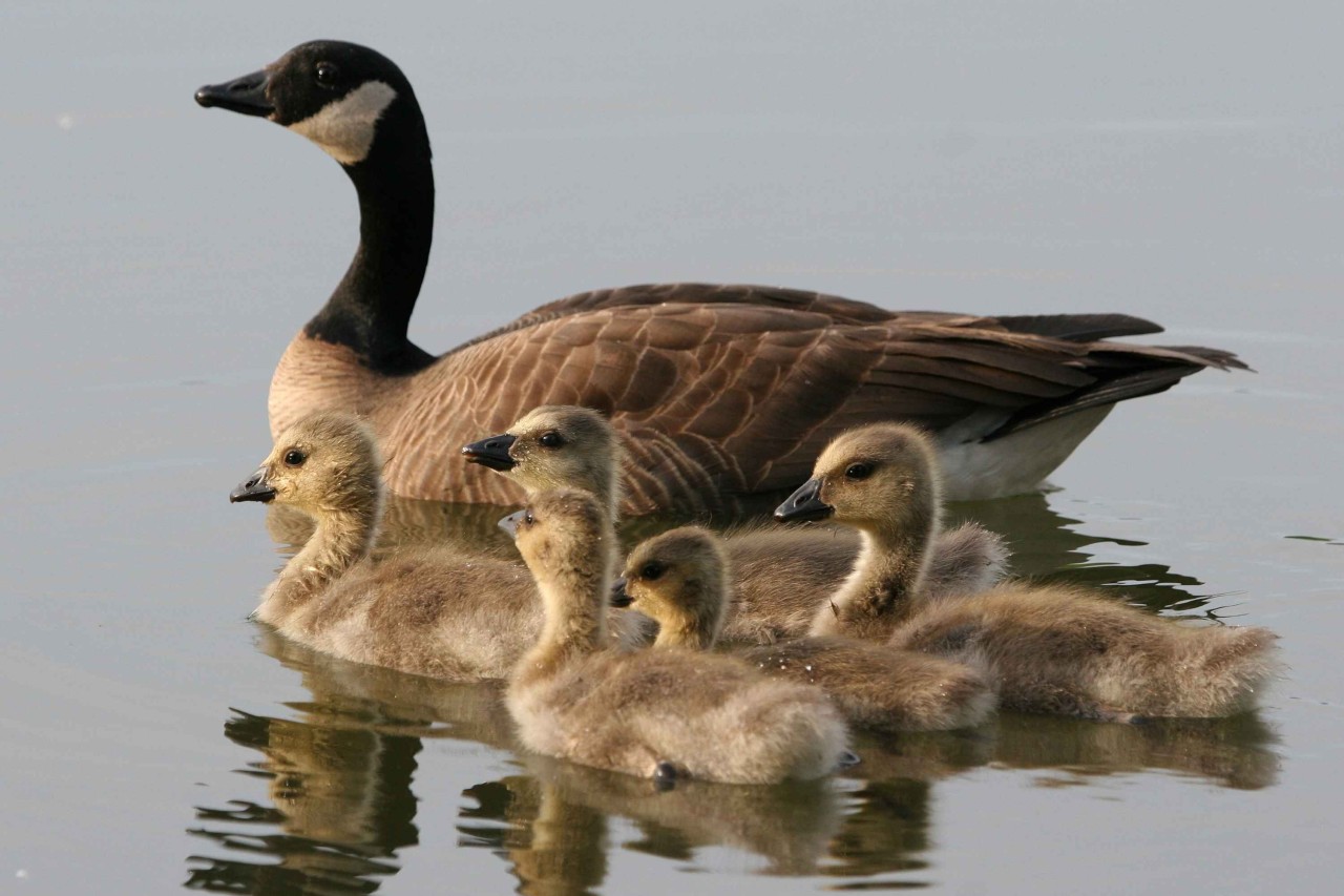 England: Schonzeit für Tauben, Krähen und Stare eingeführt