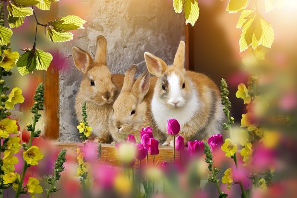 PETA: Zu Ostern keine lebenden Tiere verschenken