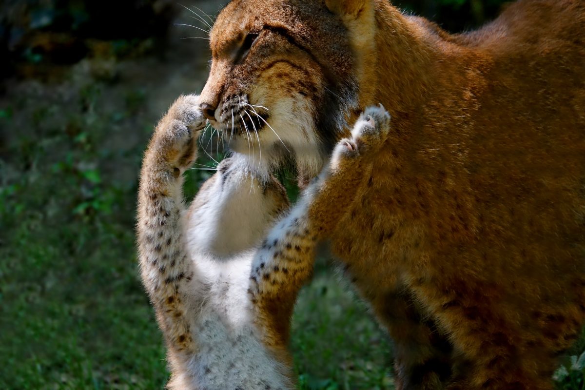 Der Luchs