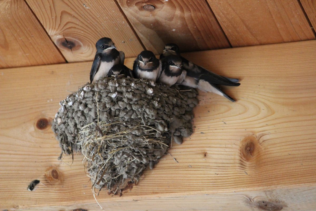 Immer weniger insektenfressende Vögel in Europa