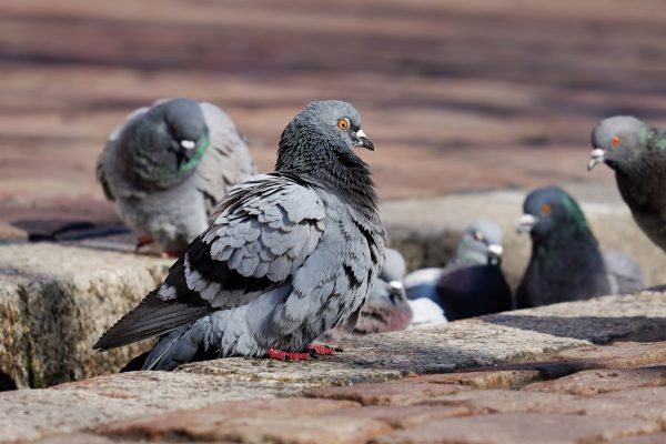 Suspended prison sentence for illegal bird abuser