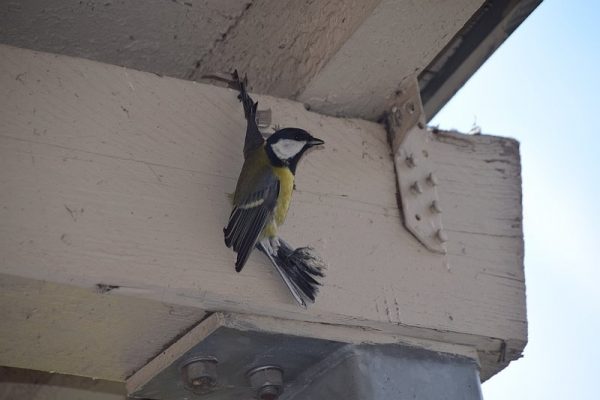 Taubenabwehrpaste: Ein Skandal gegen den Vogelschutz