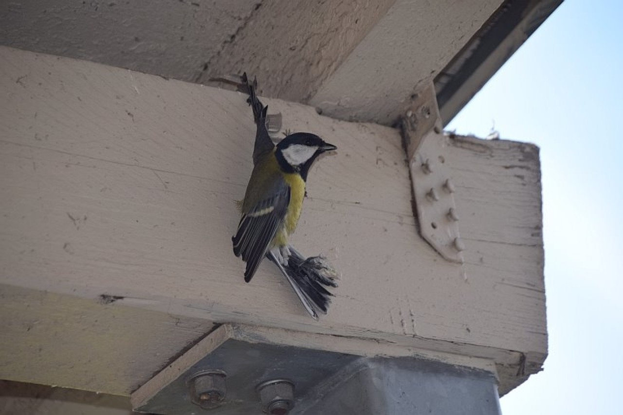 Taubenabwehrpaste: Ein Skandal gegen den Vogelschutz