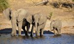 Botswana: Jagdverbot auf Elefanten storniert