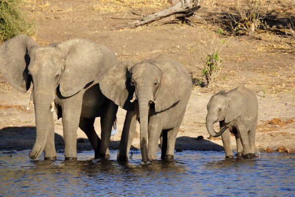 Botswana hebt Jagdverbot auf Elefanten auf