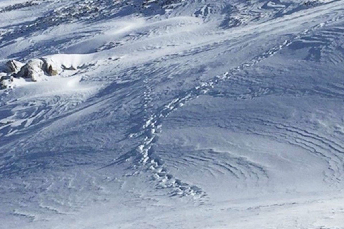 Bär ist im Berner Oberland gesichtet worden