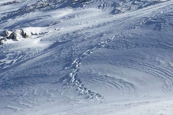 Bjørn er blevet observeret i Berner Oberland