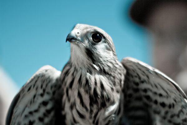 Stolz: Der Irrtum liegt im Hobby-Jäger