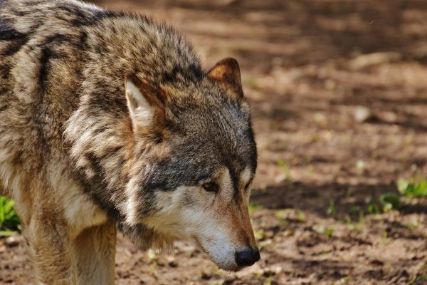 Deutschland: Wolf-Abschuss leicht gemacht durch Gesetzänderung