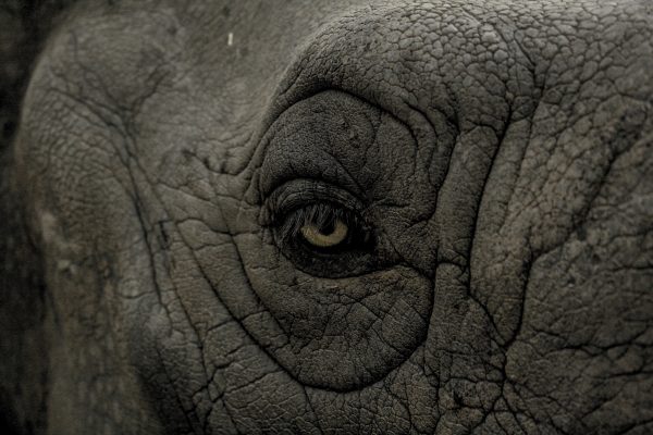 Afrika: Wilderei bedroht Elefanten und Nashörner massiv