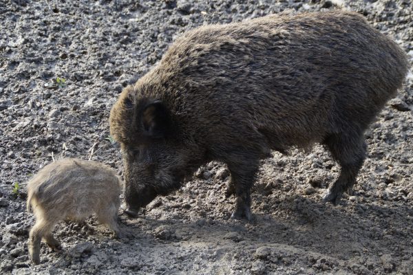 Freiburger Hobby-Jäger versagen bei Wildschweinjagd