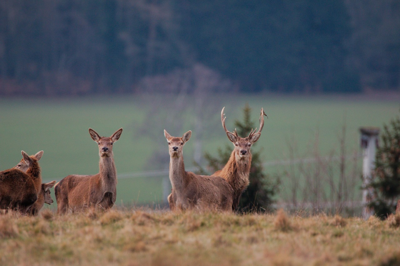 Graubünden hält an Sonderjagd fest