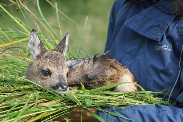 Wildtierschutz beim Mähen: So retten Bauern Rehkitze