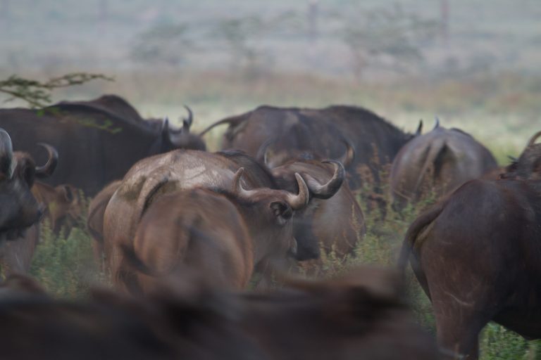 Simbabwe Jagd auf Büffel mit Pfeil und Bogen erlaubt