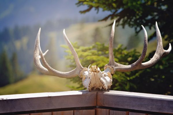 Wildtiermanagement: Status quo