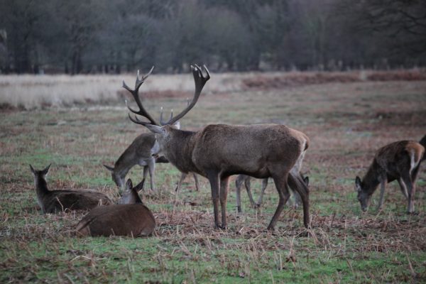 Facts nobody tells you about hobby hunting