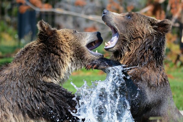 Wolf, Luchs und Bär würden Europa wählen!