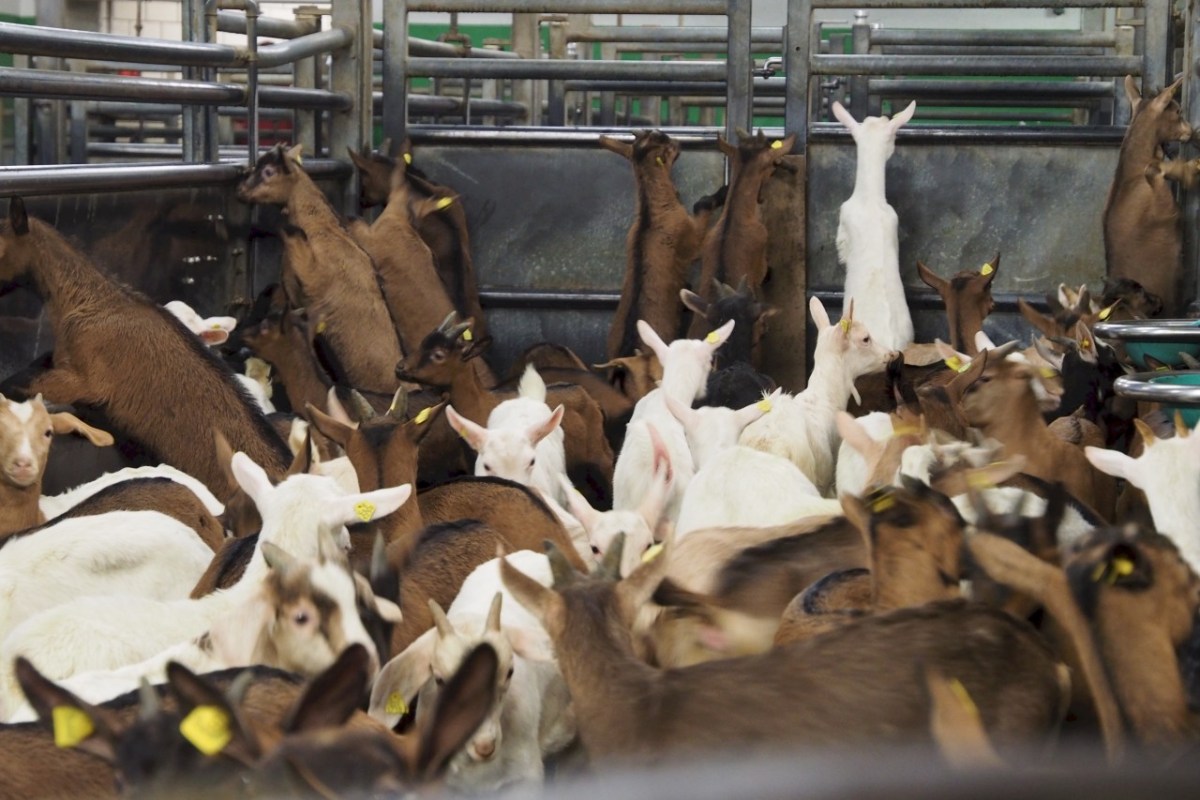 Gefragt ist die Milch, nicht der Nachwuchs, der sie trinkt.