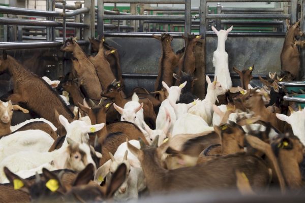 Abfallprodukt der Milchproduktion: Das Leid der Kälber