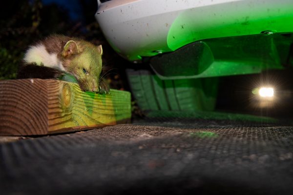 Marder machen Jagd auf Kabel: Schäden in Millionenumfang