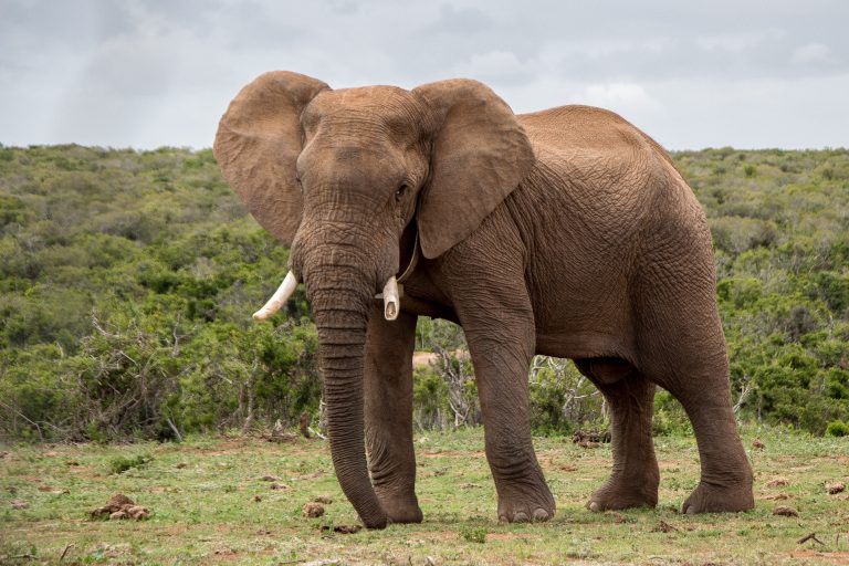 Paarungsverhalten afrikanischer Elefanten