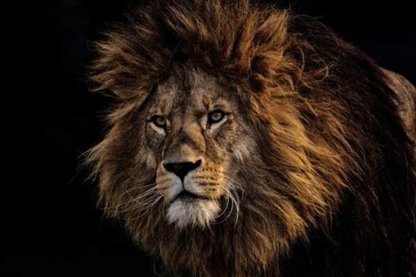Trophäenjagd: Kultivierte Perversion auf Kosten der Wildtiere