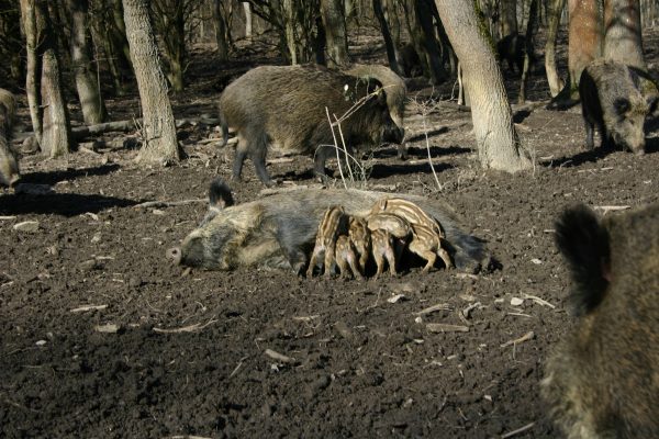 Lasse Böckmann : ordonnance pénale contre le présumé tortionnaire d'animaux