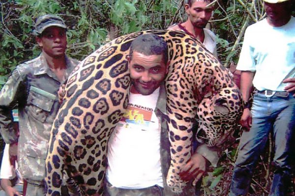 Brasilien: Zahnarzt schlachtete 1’000 geschützte Jaguare