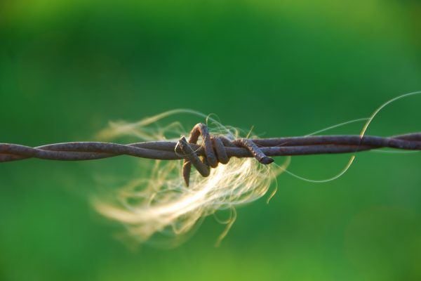 Initiative «Stopp dem Tierleid» mit 11’000 Unterschriften eingereicht