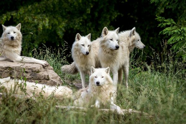 Se confirma una nueva manada de lobos en los Grisones