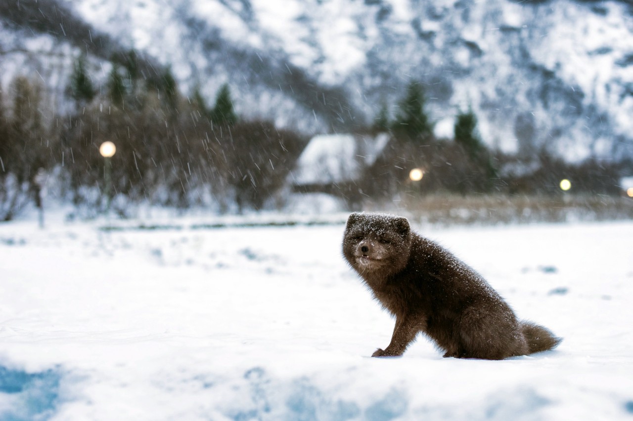 Female Arctic fox travels from Norway to Canada