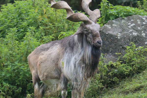 CITES Genf: Debatte über Schutz hunderter Tierarten