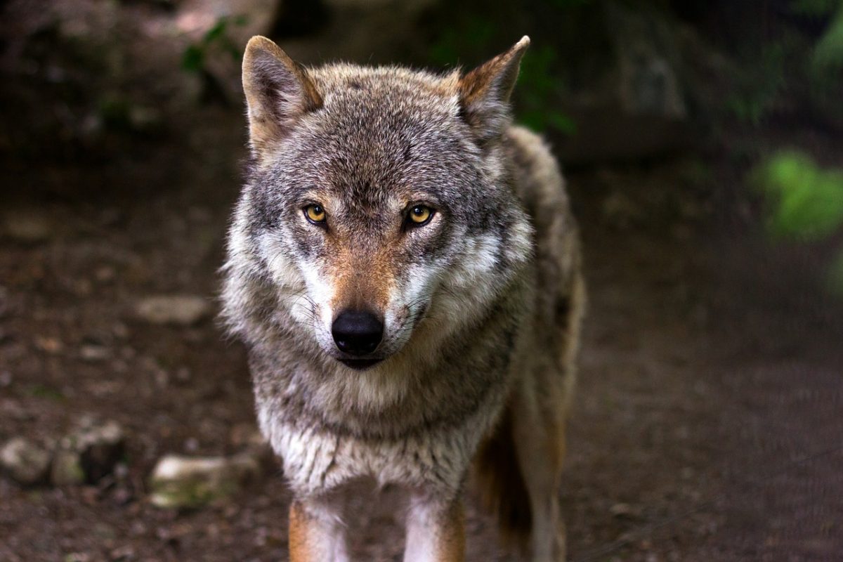 Wolf zu Unrecht verdächtigt im Kanton Schwyz
