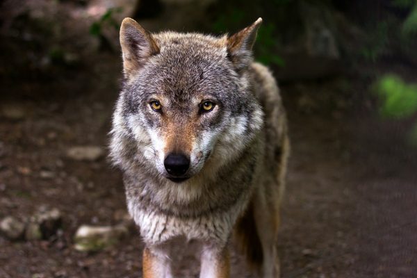 Wolf zu Unrecht verdächtigt im Kanton Schwyz