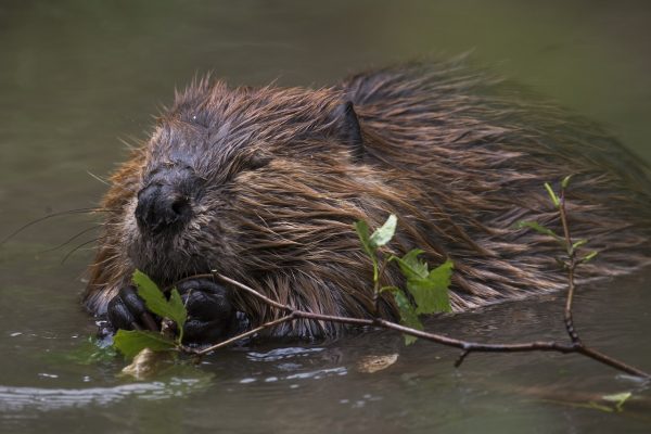 Mehr Biber im Kanton Zürich