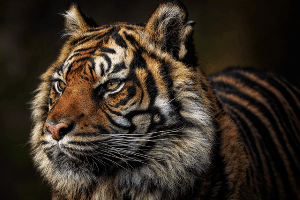 India: el número de tigres sube a casi 3’000 ejemplares