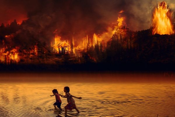 La Amazonía arde: el consumo de carne como causa principal
