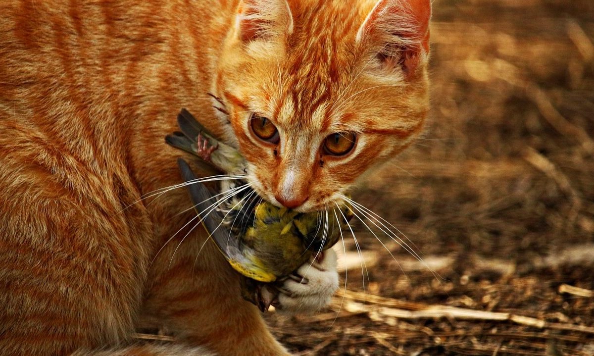 Australien: Verwilderte Katzen gefährden heimische Arten