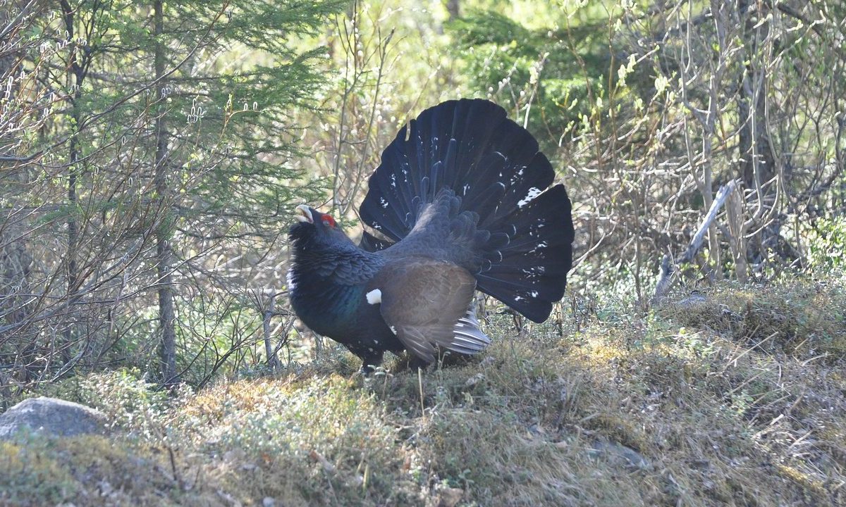 Deutschland: Betrunkener Tierquäler ist Hobby-Jäger