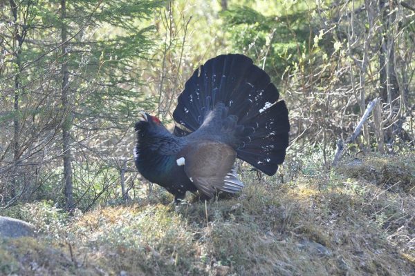 Deutschland: Betrunkener Tierquäler ist Hobby-Jäger