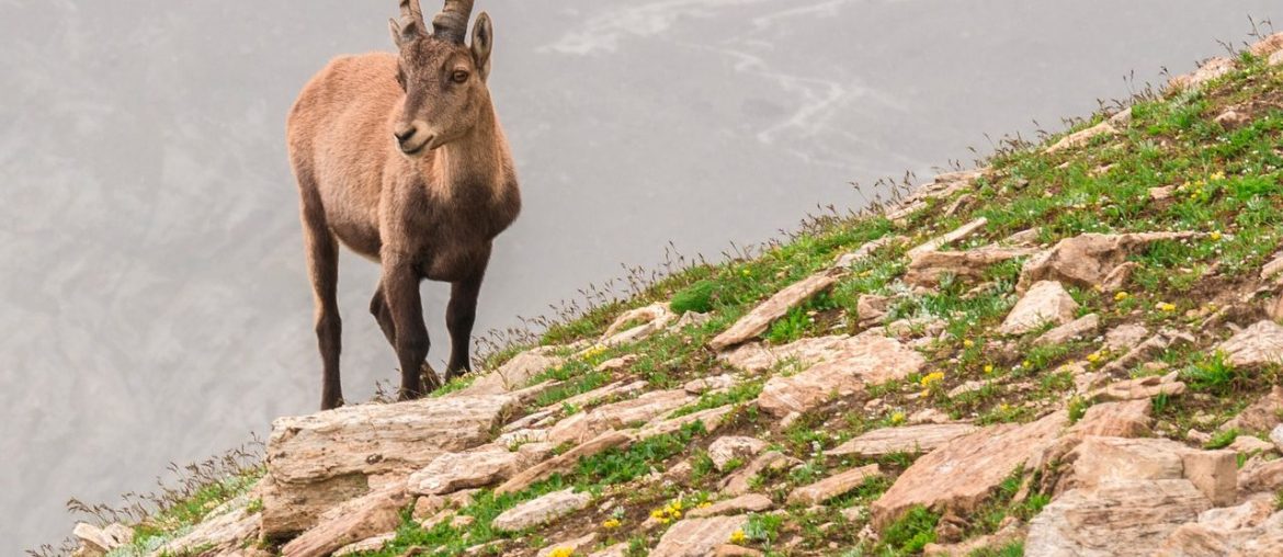 Tessin: Falschheit, Lügen und Gewalt der Hobby-Jäger